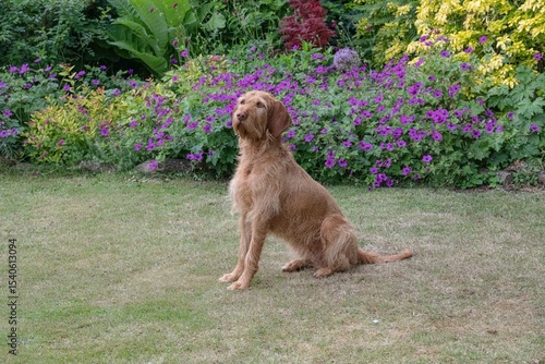 wire haired vizsla dow sitting up in the garden
