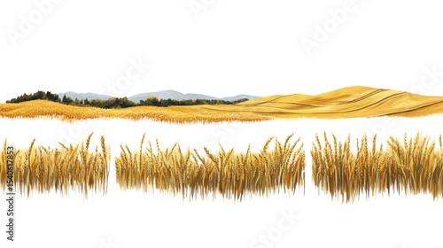 Set of endless ripe wheat fields on white background 