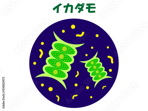 顕微鏡で観察したイカダモのイラスト素材