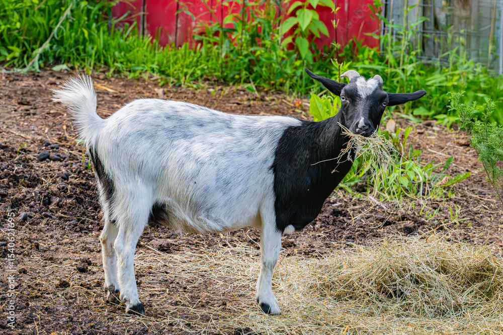 Obraz premium Hungry goat