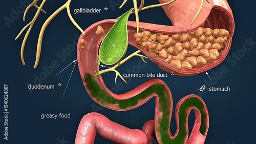  Process of bile production