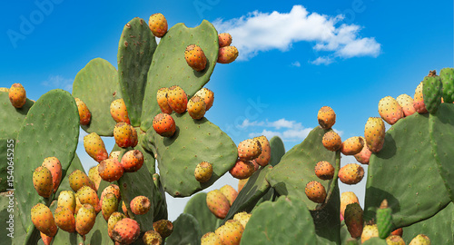 Prickly pear cactus with fruits - 4346