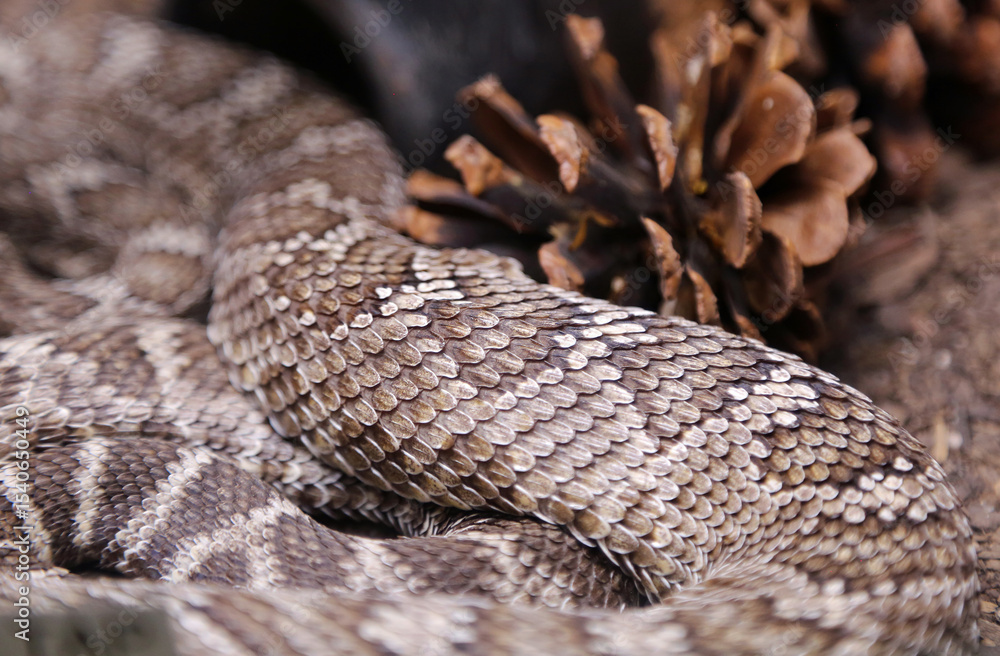 Fototapeta premium Part of Rattlesnake - New Mexico