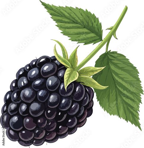 blackberry isolated on white