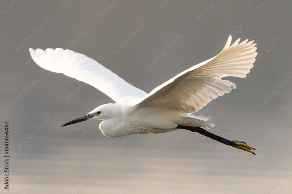 Obraz premium Seagull