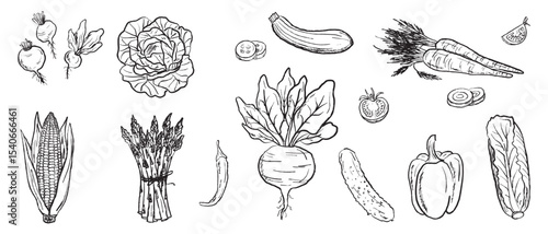 Vegetable harvest with carrot, asparagus, beet, pepper, salad, corn, radish, zucchini in black brush stroke texture isolated on white. Hand drawn vector sketch illustration in vintage charcoal ink