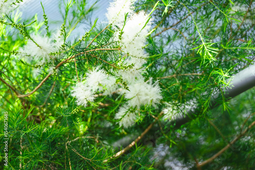 初夏に咲くティーツリーの花　