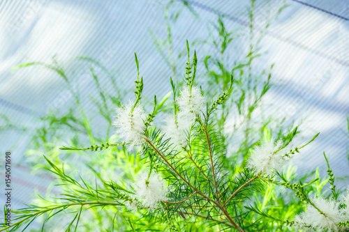 青空とティーツリーの花