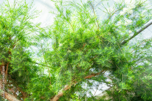 大きなティーツリーの木