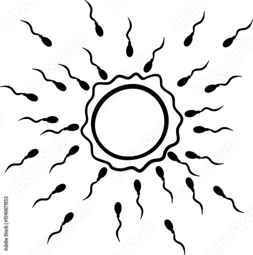 ovum and spermatozoa black line art illustration human fertilization and reproduction concept biology medical science graphic design new life creation