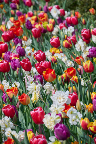colorful mixture of tulips and daffodils