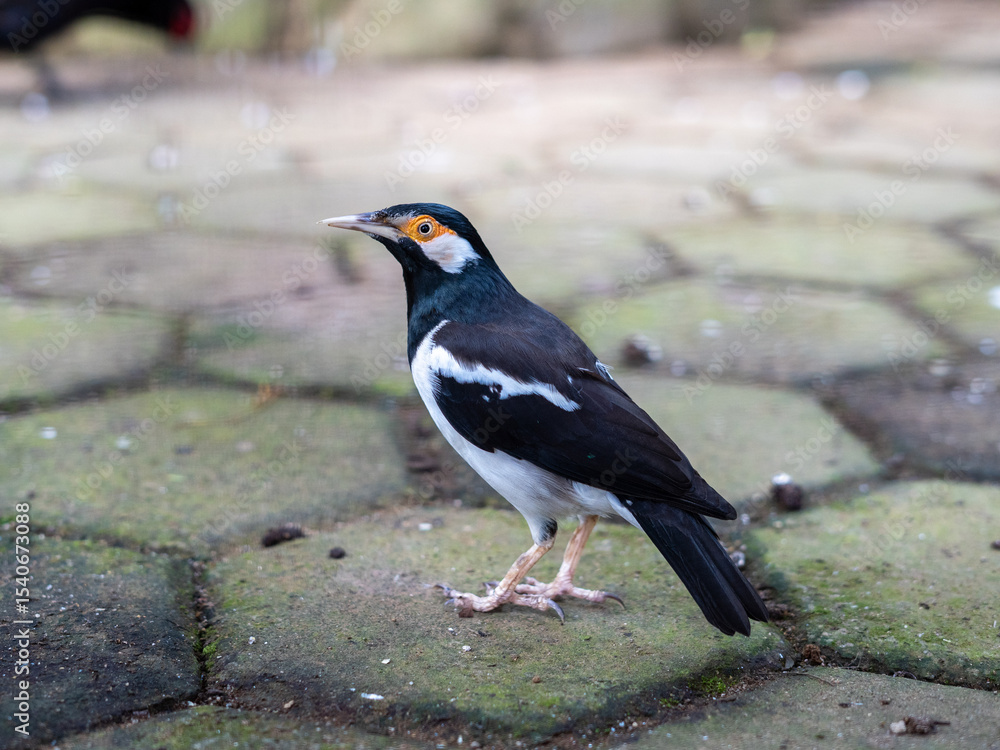 Fototapeta premium The suren starling or jalak uren is a species of starling found in the Indian subcontinent and Southeast Asia. These birds are usually found in small groups at the foot of valleys and in the lowlands.