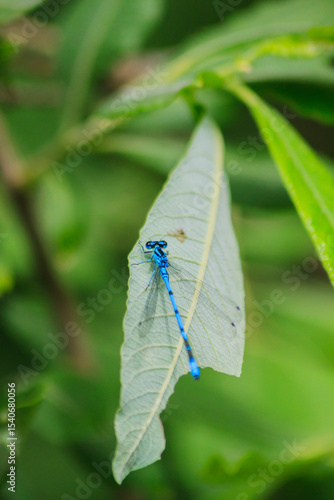 Small beautiful bright nimble winged flying blue azure with black stripes insect dragonfly male coenagrion puella with big eyes sitting on a green blade of leaf near a pond in a park in summer.