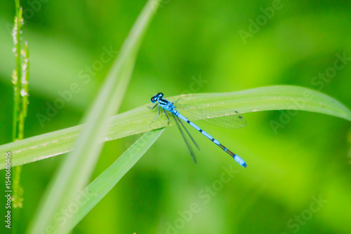 Small beautiful bright nimble winged flying blue azure with black stripes insect dragonfly male coenagrion puella with big eyes sitting on a green blade of grass near a pond in a park in summer.