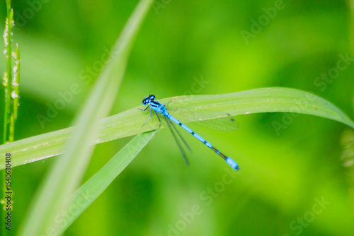Small beautiful bright nimble winged flying blue azure with black stripes insect dragonfly male coenagrion puella with big eyes sitting on a green blade of grass near a pond in a park in summer.