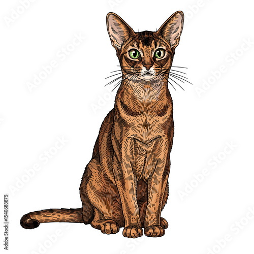 A detailed illustration of a seated Abyssinian cat with attentive gaze.