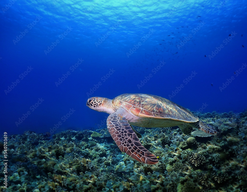 Fototapeta premium 沖縄・慶良間の海中を悠々泳ぐウミガメ