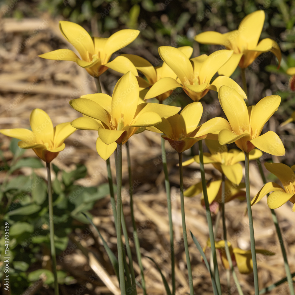 Obraz premium Tulipes botaniques Clusiana