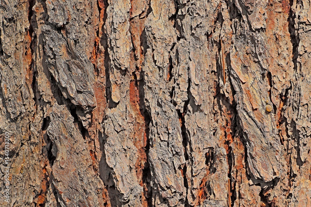Background, texture of old cypress bark Background, texture of old cypress bark