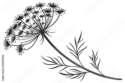 Dill plant displays intricate umbel flowers and delicate feathery leaves in simple black silhouette