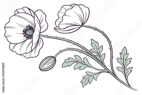 Two poppy blossoms and an unopened bud are sketched against a clean white background