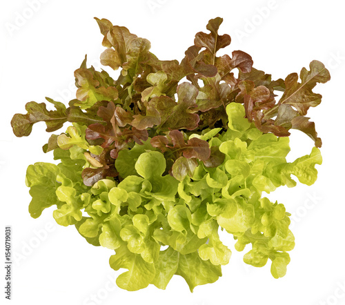 Billede på lærred Feuillage de salade batavia