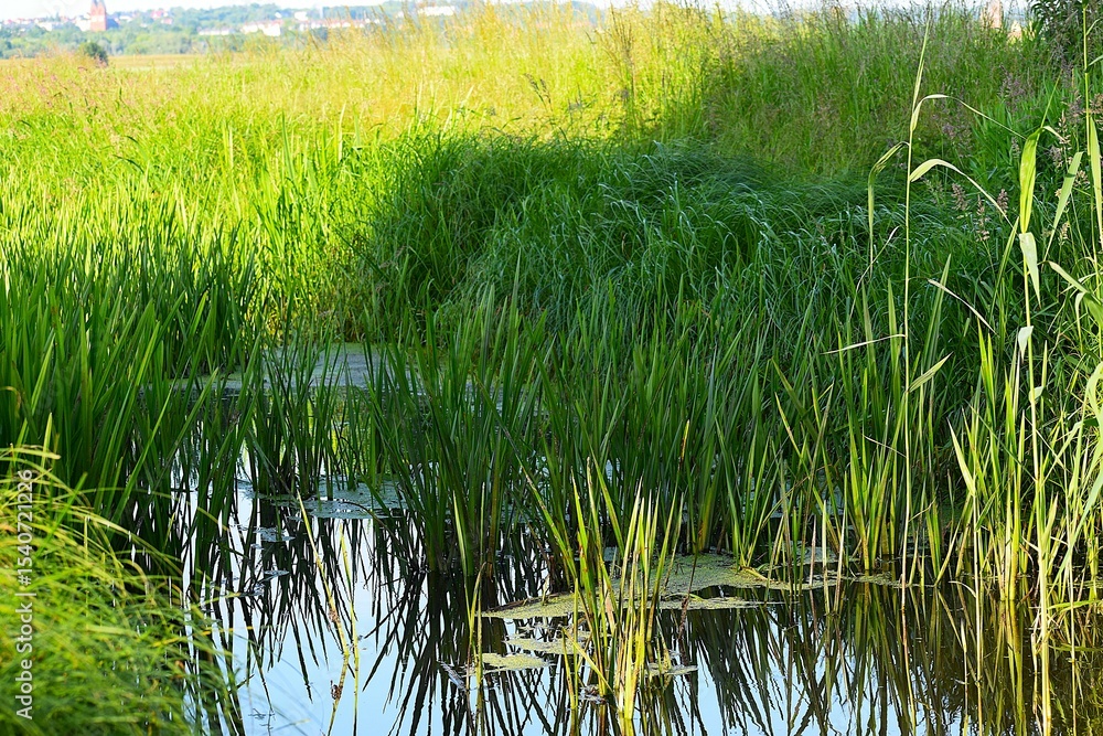 Obraz premium rice field in thailand