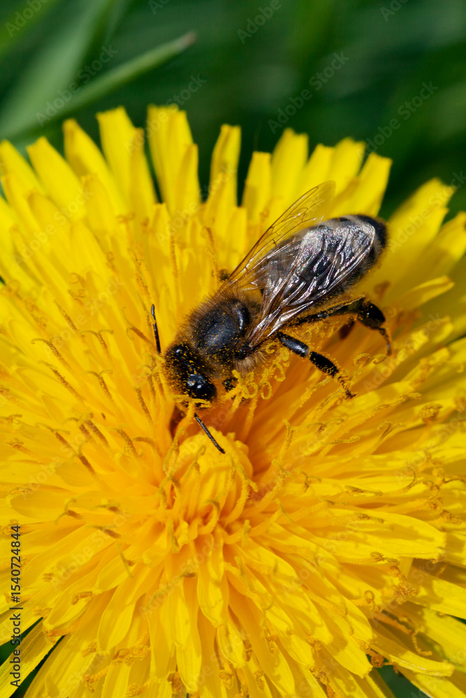 bee on yellow flower bee on yellow flower