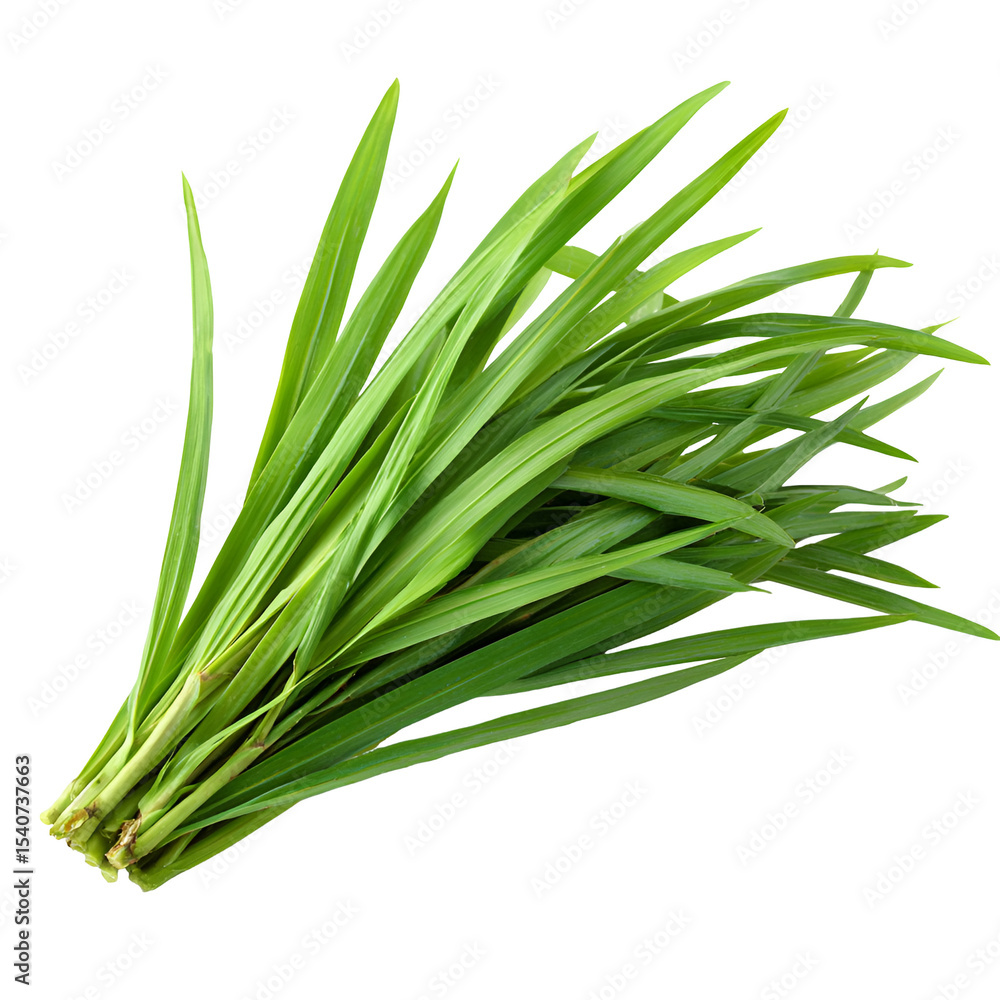 Fototapeta premium Fresh Green Lemongrass Leaves with Long Thin Blad
