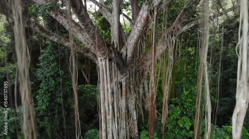 Majestic Banyan Tree And Aerial Roots In Tropical Rainforest