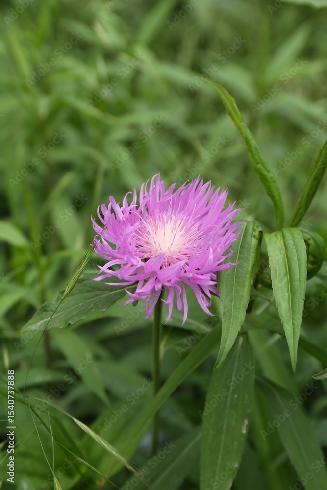 Fototapeta premium Beautiful violet flower growing in garden, closeup