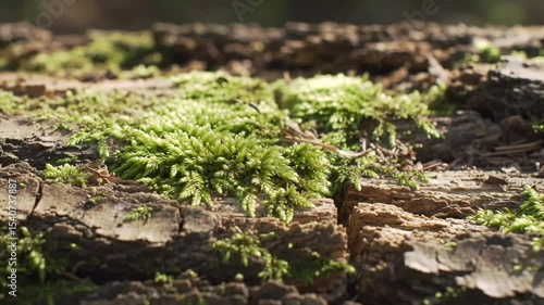 Intimate Look At Nature Moss Growing On Tree Bark Close Up