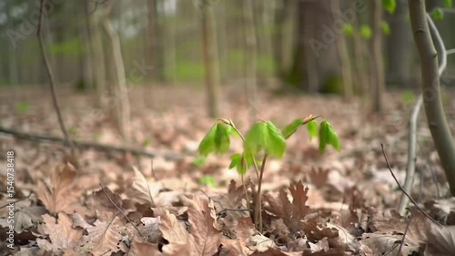 New Life Emerges From The Forest Floor, Springtime Awakening