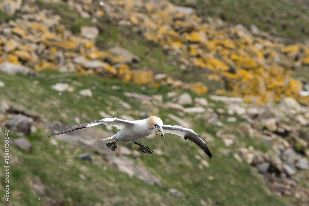 Fototapeta premium The Northern Gannet at Cape st Mary Newfoundland.