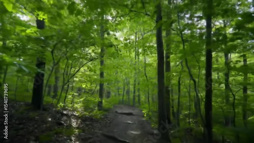 Journey Through Verdant Woodlands, Sunlight Streaming, Nature's Embrace