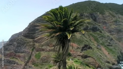 Coastal Palm Stands Strong Against Oceanic Winds On Cliffside Location