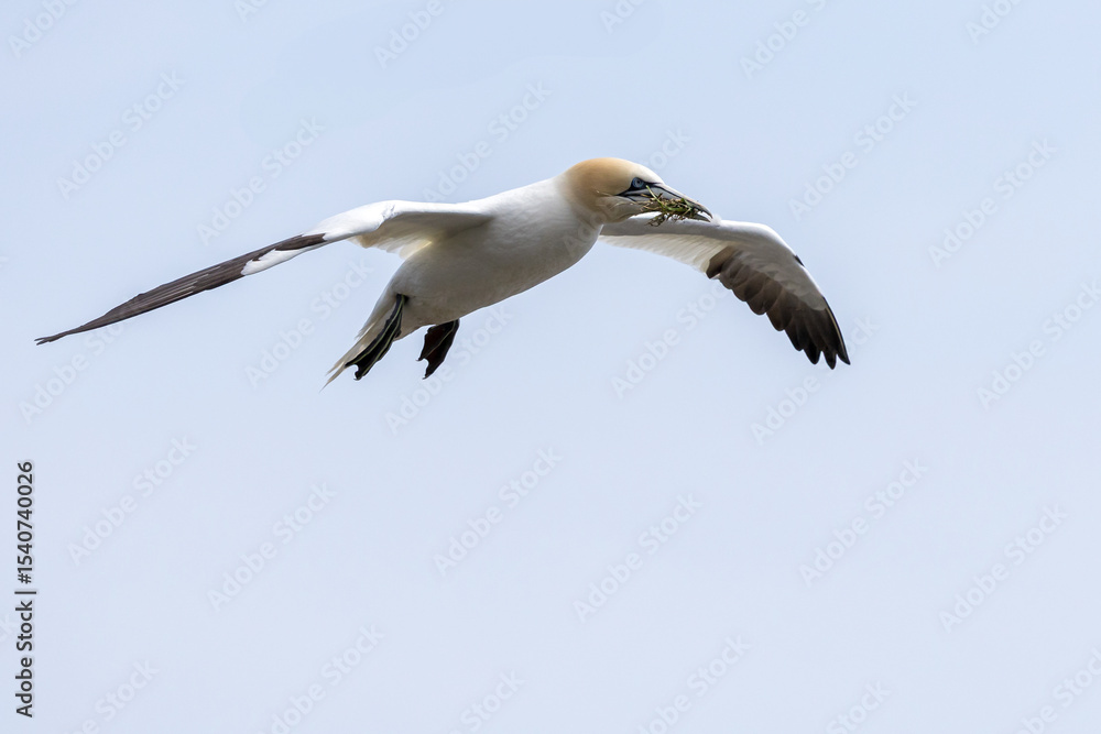 Fototapeta premium The Northern Gannet at Cape st Mary Newfoundland.