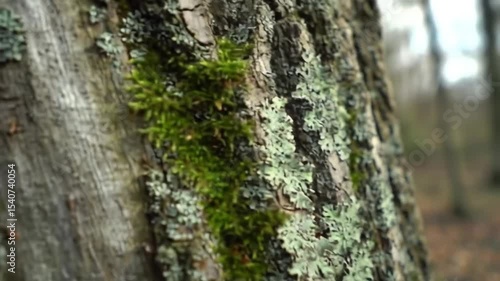 Lichen And Moss Growing On A Tree Trunk Surface Close Up