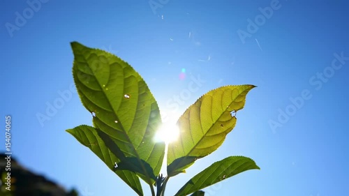 Leaves Against Sky: Sunlight Through Verdant Foliage Under A Clear Blue Sky