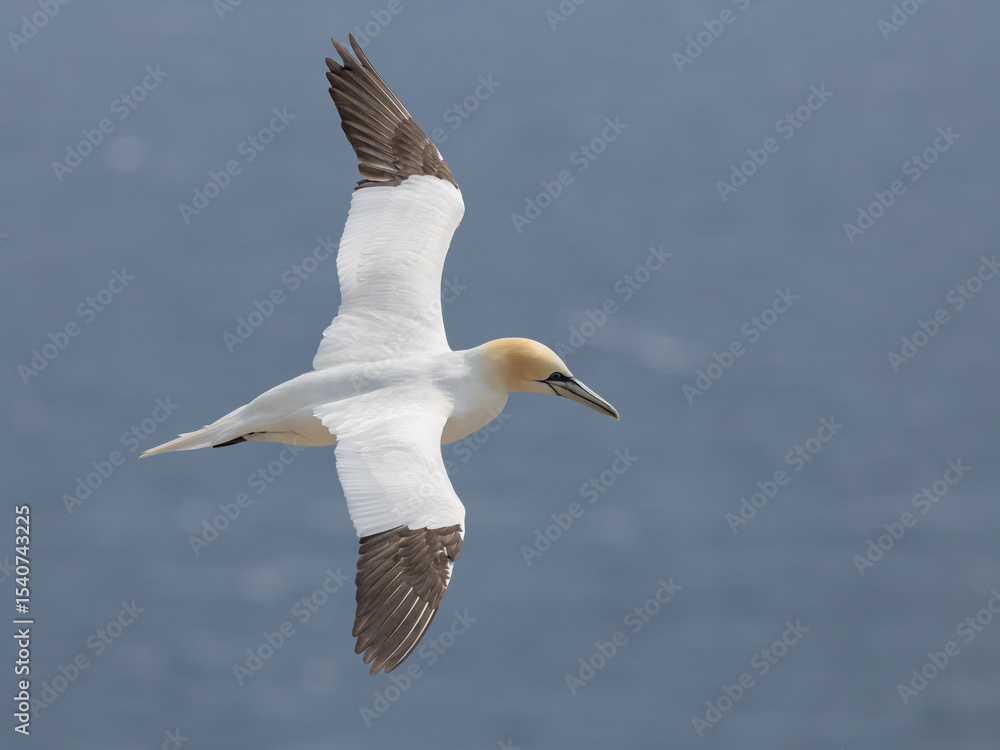Obraz premium The Northern Gannet at Cape st Mary Newfoundland.