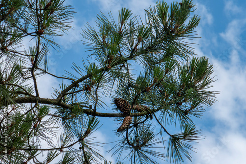 branches de pin maritime sur fond de ciel et nuages blancs