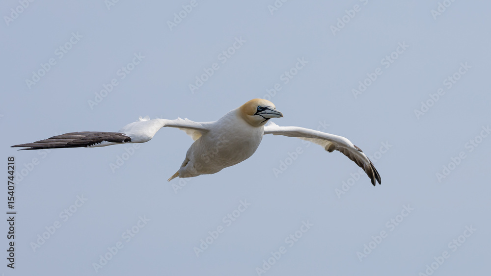 Fototapeta premium The Northern Gannet taken at Cape St Mary at Newfoundland Canada.