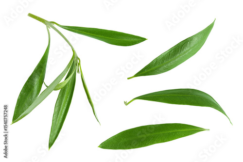 Olive green leaves isolated on white background. Top view. Flat lay.