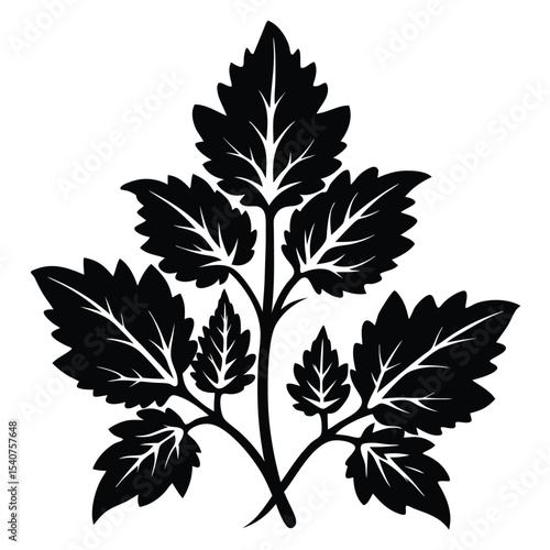 Stylized Black and White Leaf Silhouette, Floral Decorative Motif Illustration Design Element