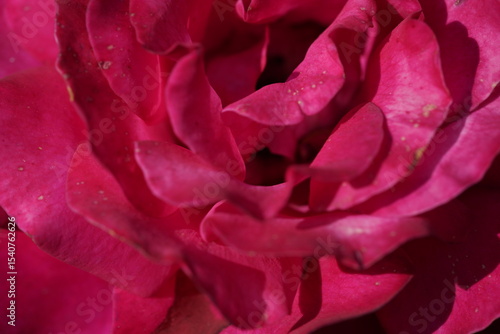 Wallpaper Mural red valentine rose at different scales Torontodigital.ca