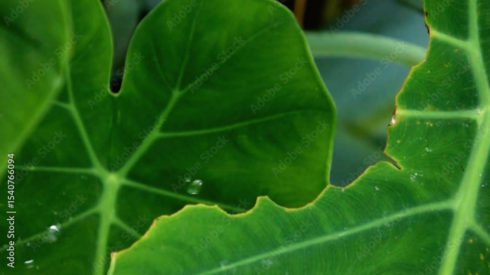 Lush Green Tropical Leaves Close-Up Detail Texture Lush Green Tropical Leaves Close-Up Detail Texture