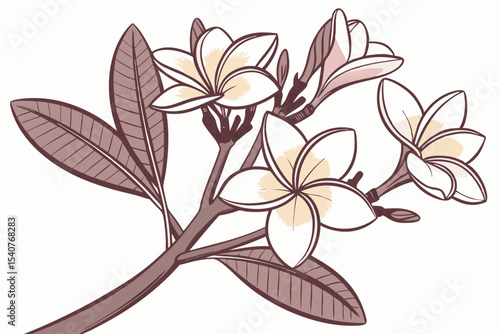 Exotic frangipani blossoms and leaves showcase elegant floral outlines with their captivating creamy white petals