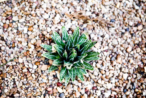 Plant in pebbles