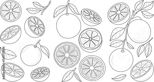 Orange fruit line art vector illustration citrus fruits drawing outline design for coloring page and print 
