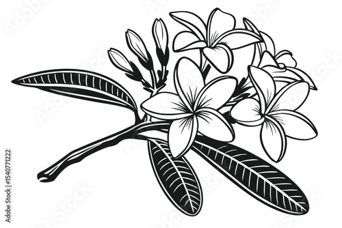 Monochromatic plumeria branch displays blooming flowers along with unopened buds and detailed leaves